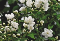 Hoa Nhài: Ý Nghĩa Phong Thủy Và Mối Liên Hệ Với Các Mệnh Trong Ngũ Hành