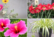 Điểm Danh 8 Loại Hoa Thích Tắm Mưa, Tiếp Xúc Mưa Càng Nhiều Càng Phát Triển Tốt