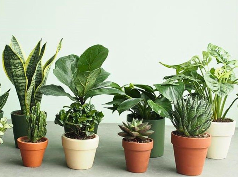 12 Con Giáp Hợp Với Loại Cây Phong Thủy Nào?