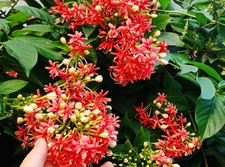 Cây Sử Quân Tử Hợp Mệnh Gì? Ý Nghĩa Phong Thủy Cây Sử Quân Tử