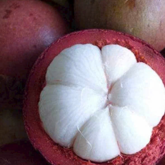 Măng Cụt Tươi Ngon Chất Lượng Việt Nam